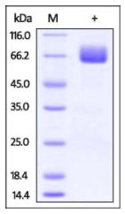 Cynomolgus / Rhesus macaque B7-1, Fc Tag on SDS-PAGE under reducing (R) condition. The gel was stained overnight with Coomassie Blue. The purity of the protein is greater than 95%.